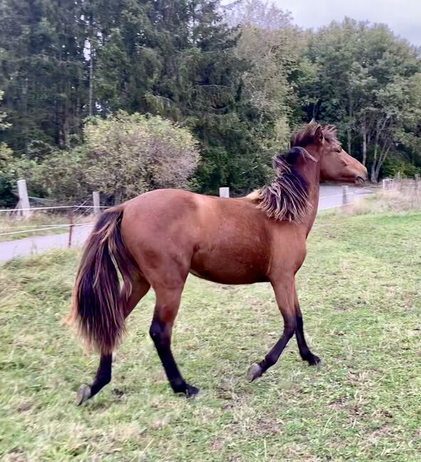 PRE Andalusier Spanier Nachwuchspferd, Arlt, Horses For Sale, Ballenstedt , Image 3