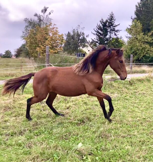 PRE Andalusier Spanier Nachwuchspferd, Arlt, Horses For Sale, Ballenstedt , Image 4