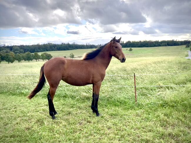 PRE Andalusier Spanier Nachwuchspferd, Arlt, Horses For Sale, Ballenstedt , Image 5