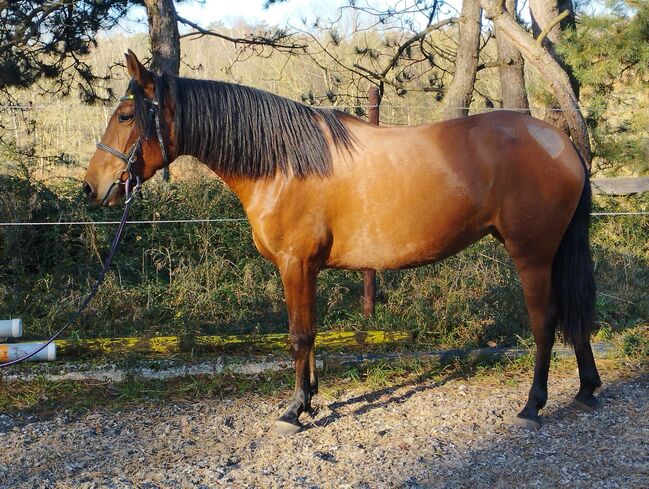 PRE Andalusier Stute Nachwuchspferd, Koko, Horses For Sale, Mönchengladbach, Image 4