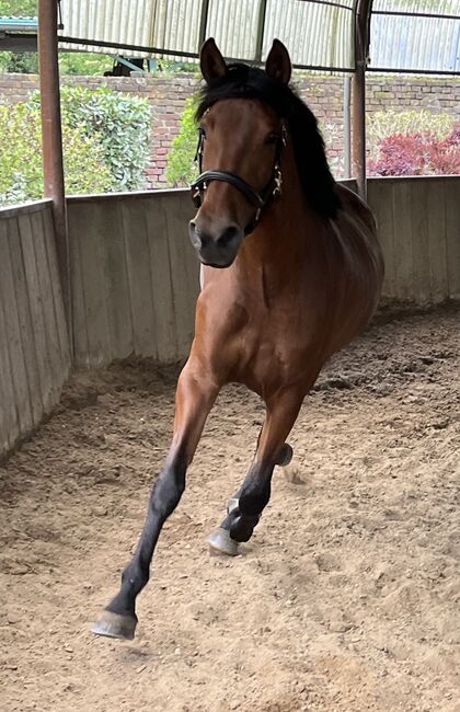 PRE Andalusier Stute Nachwuchspferd, Koko, Horses For Sale, Mönchengladbach, Image 7