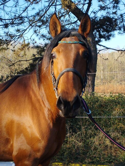 PRE Andalusier Stute Nachwuchspferd, Koko, Horses For Sale, Mönchengladbach, Image 3