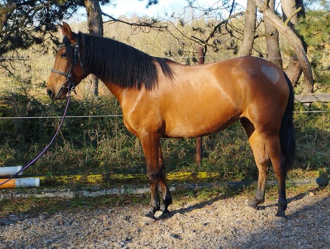 PRE Andalusier Stute Nachwuchspferd, Koko, Horses For Sale, Mönchengladbach, Image 5