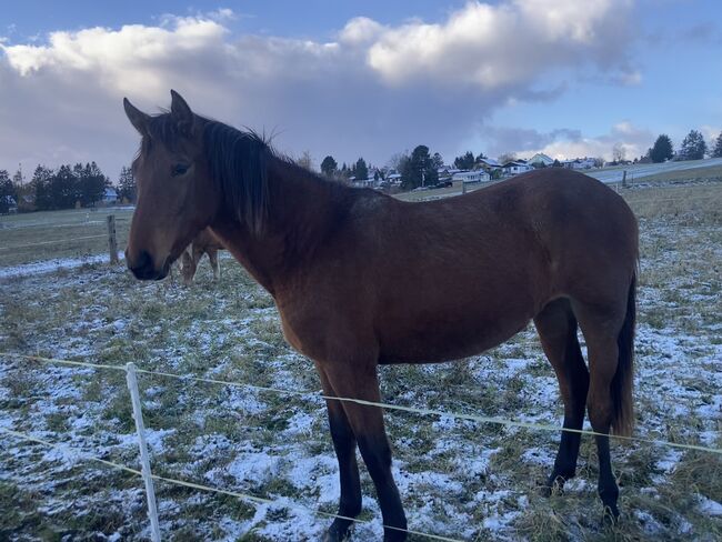 PRE Andalusier Spanier Nachwuchspferd, Arlt, Horses For Sale, Ballenstedt , Image 2