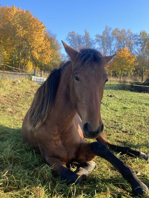 PRE Andalusier Spanier Nachwuchspferd, Arlt, Horses For Sale, Ballenstedt , Image 8