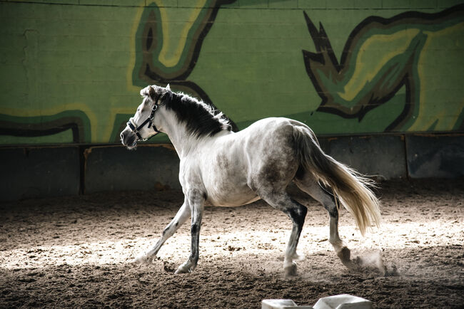 PRE (Andalusier) Stute schwanger, Roberto Serna Vivenzi, Horses For Sale, Guimarães, Image 4