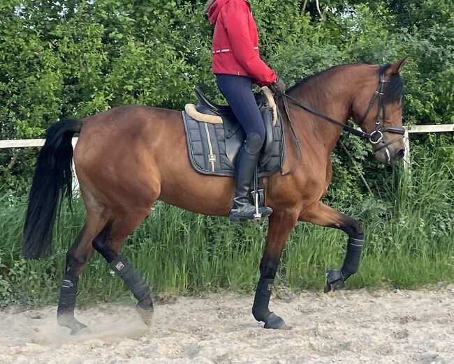 PRE Andalusier Stute Nachwuchspferd, Koko, Horses For Sale, Mönchengladbach, Image 3