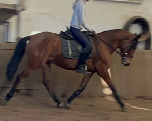 PRE Andalusier Stute Nachwuchspferd, Koko, Horses For Sale, Mönchengladbach, Image 2