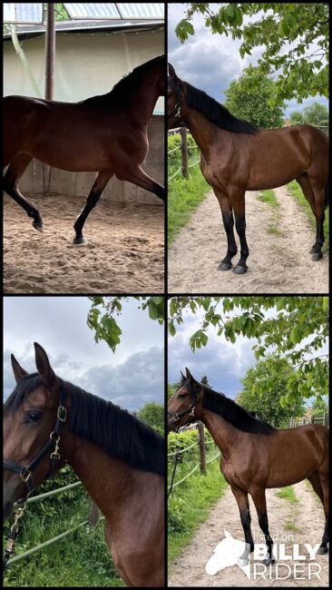 PRE Andalusier Stute Nachwuchspferd, Koko, Horses For Sale, Mönchengladbach, Image 10