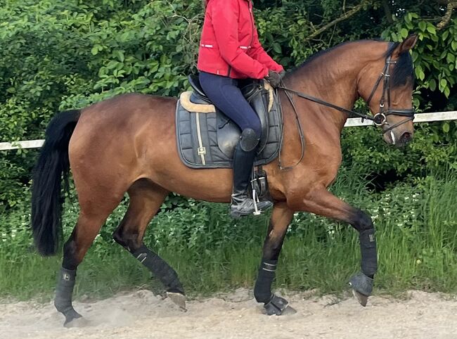 PRE Andalusier Stute Nachwuchspferd, Koko, Horses For Sale, Mönchengladbach