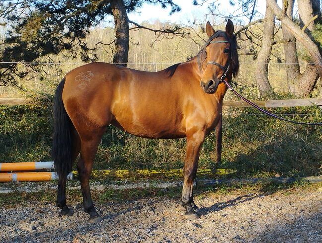 PRE Andalusier Stute Nachwuchspferd, Koko, Horses For Sale, Mönchengladbach, Image 6