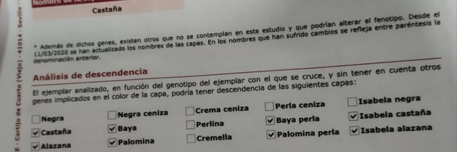 PRE Athila für Zucht oder Freizeit, Post-Your-Horse.com (Caballoria S.L.), Pferd kaufen, Rafelguaraf, Abbildung 4