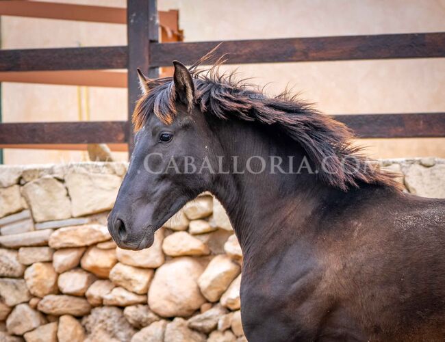 PRE Black Escalera / full papers, Post-Your-Horse.com (Caballoria S.L.), Pferd kaufen, Rafelguaraf