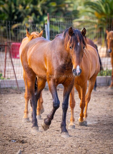 PRE Bolerio mit Stern & Schnippe / full papers, Post-Your-Horse.com (Caballoria S.L.), Pferd kaufen, Rafelguaraf