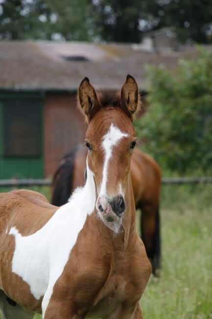 Pre Brackpinto Fohlen, Norbert , Horses For Sale, Südlohn , Image 3