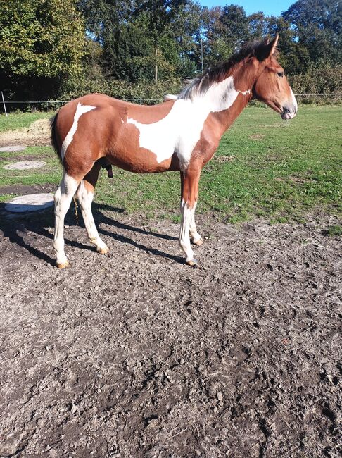 Pre Brackpinto Fohlen, Norbert , Horses For Sale, Südlohn 