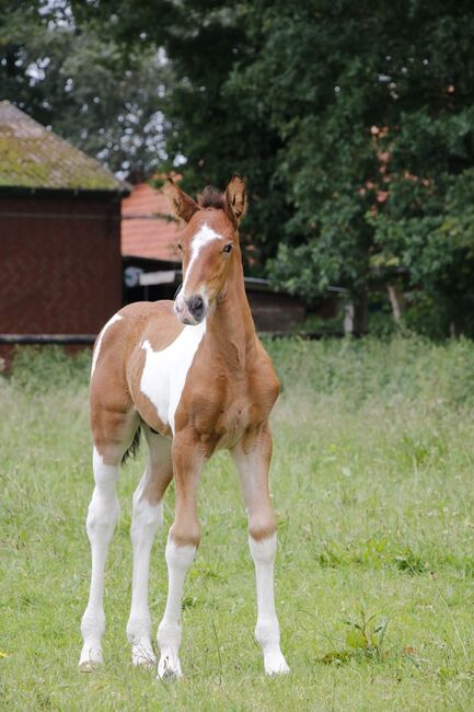 Pre Brackpinto Fohlen, Norbert , Horses For Sale, Südlohn , Image 4