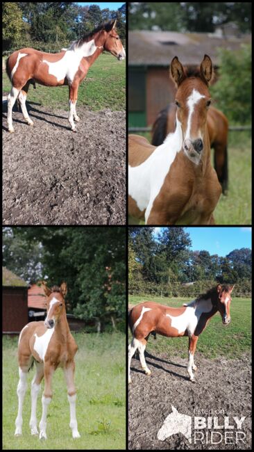 Pre Brackpinto Fohlen, Norbert , Horses For Sale, Südlohn , Image 5