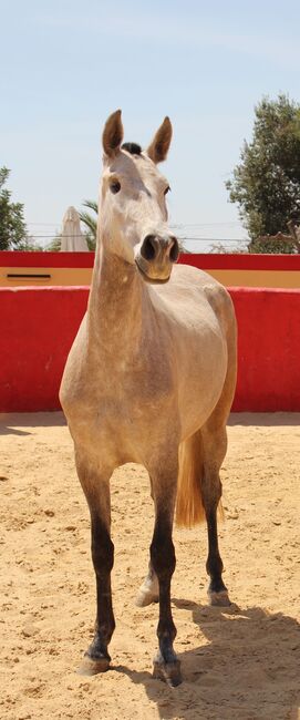 PRE Zuchtstute, ISPA - Iberische Sportpferde Agentur (ISPA - Iberische Sportpferde Agentur), Horses For Sale, Bedburg, Image 2