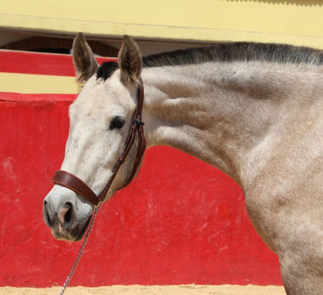 PRE Zuchtstute, ISPA - Iberische Sportpferde Agentur (ISPA - Iberische Sportpferde Agentur), Horses For Sale, Bedburg, Image 4