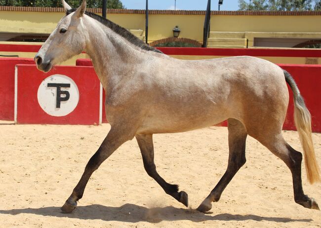 PRE Zuchtstute, ISPA - Iberische Sportpferde Agentur (ISPA - Iberische Sportpferde Agentur), Horses For Sale, Bedburg, Image 5