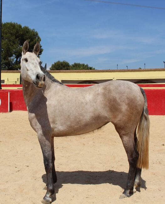 PRE Zuchtstute, ISPA - Iberische Sportpferde Agentur (ISPA - Iberische Sportpferde Agentur), Horses For Sale, Bedburg, Image 6