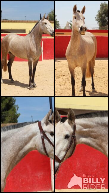 PRE Zuchtstute, ISPA - Iberische Sportpferde Agentur (ISPA - Iberische Sportpferde Agentur), Horses For Sale, Bedburg, Image 9