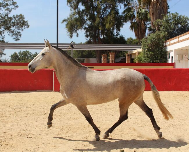 PRE Zuchtstute, ISPA - Iberische Sportpferde Agentur (ISPA - Iberische Sportpferde Agentur), Horses For Sale, Bedburg, Image 7