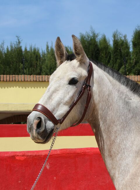 PRE Zuchtstute, ISPA - Iberische Sportpferde Agentur (ISPA - Iberische Sportpferde Agentur), Horses For Sale, Bedburg, Image 8