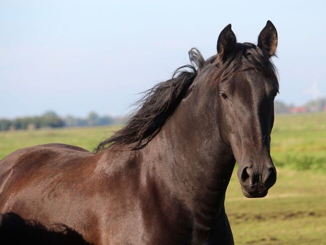 PRE Zuchtstute in lackschwarzer Jacke, ISPA - Iberische Sportpferde Agentur (ISPA - Iberische Sportpferde Agentur), Horses For Sale, Bedburg, Image 3