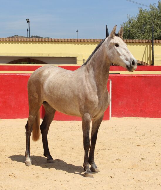 PRE Zuchtstute, ISPA - Iberische Sportpferde Agentur (ISPA - Iberische Sportpferde Agentur), Konie na sprzedaż, Bedburg