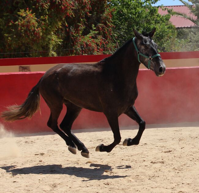 PRE Zuchtstute mit sehr schönen Bewegungen, ISPA - Iberische Sportpferde Agentur (ISPA - Iberische Sportpferde Agentur), Konie na sprzedaż, Bedburg, Image 5