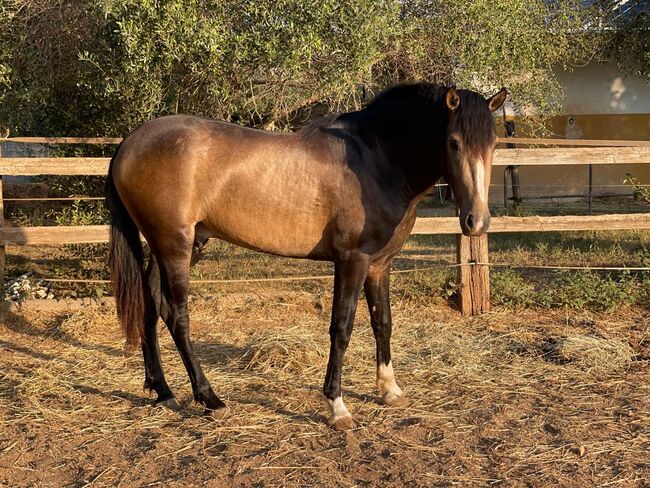 PRE Buckskin Gekört Barock Kompakt PM & Cartujano, Post-Your-Horse.com (Caballoria S.L.), Horses For Sale, Rafelguaraf