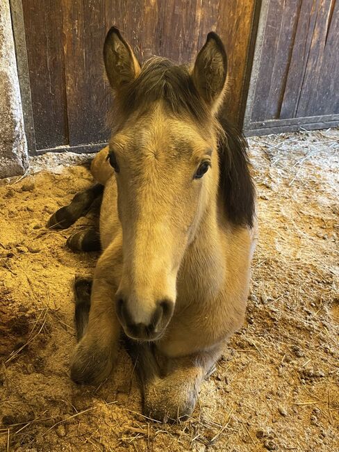 PRE Buckskin Hengstfohlen, Absetzer, Edith Veitl , Pferd kaufen, Gottfrieding
