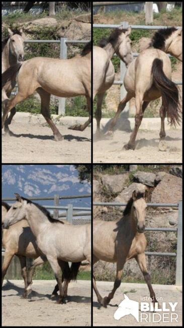 PRE Buckskin Hengstfohlen - direkt vom Züchter, Thomas Adams (Caballos PRE), Pferd kaufen, Bell, Abbildung 11