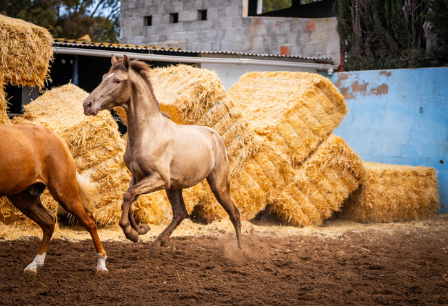 PRE champagne Peralta Torreluna 162cm / full papers, Post-Your-Horse.com (Caballoria S.L.), Horses For Sale, Rafelguaraf