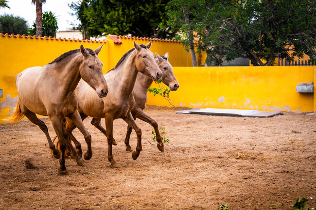 PRE champagne Zuchtstuten / full papers, Post-Your-Horse.com (Caballoria S.L.), Konie na sprzedaż, Rafelguaraf