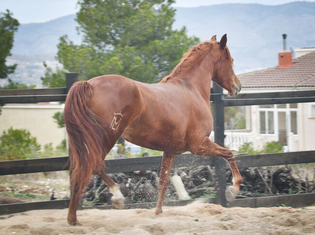 PRE Cruzado Stute, Yeguada Trébol, Horses For Sale, Alcoy, Image 5
