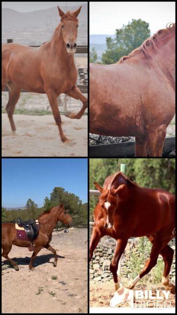 PRE Cruzado Stute, Yeguada Trébol, Horses For Sale, Alcoy, Image 9