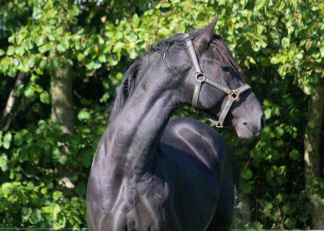 PRE Traum in lackschwarz, ISPA - Iberische Sportpferde Agentur (ISPA - Iberische Sportpferde Agentur), Horses For Sale, Bedburg, Image 2