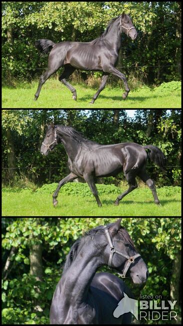 PRE Traum in lackschwarz, ISPA - Iberische Sportpferde Agentur (ISPA - Iberische Sportpferde Agentur), Horses For Sale, Bedburg, Image 4