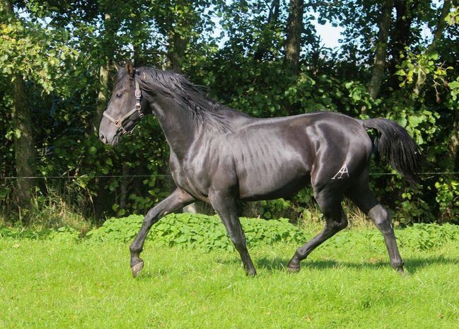 PRE Traum in lackschwarz, ISPA - Iberische Sportpferde Agentur (ISPA - Iberische Sportpferde Agentur), Horses For Sale, Bedburg, Image 3