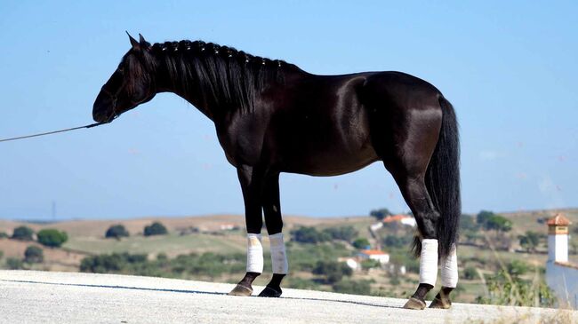 PRE Traumhengst in lackschwarz, ISPA - Iberische Sportpferde Agentur (ISPA - Iberische Sportpferde Agentur), Horses For Sale, Bedburg, Image 3