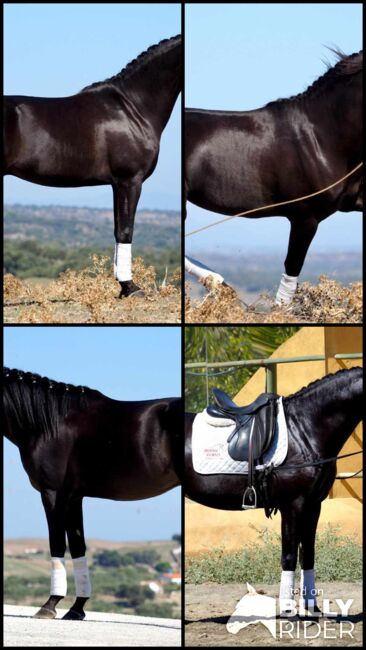 PRE Traumhengst in lackschwarz, ISPA - Iberische Sportpferde Agentur (ISPA - Iberische Sportpferde Agentur), Horses For Sale, Bedburg, Image 8
