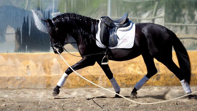 PRE Traumhengst in lackschwarz, ISPA - Iberische Sportpferde Agentur (ISPA - Iberische Sportpferde Agentur), Horses For Sale, Bedburg, Image 7