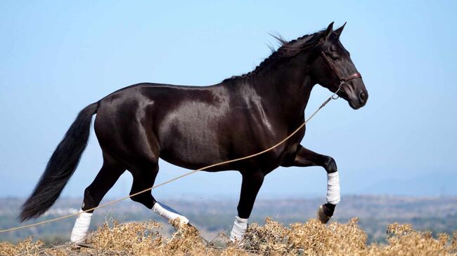 PRE Traumhengst in lackschwarz, ISPA - Iberische Sportpferde Agentur (ISPA - Iberische Sportpferde Agentur), Horses For Sale, Bedburg, Image 5