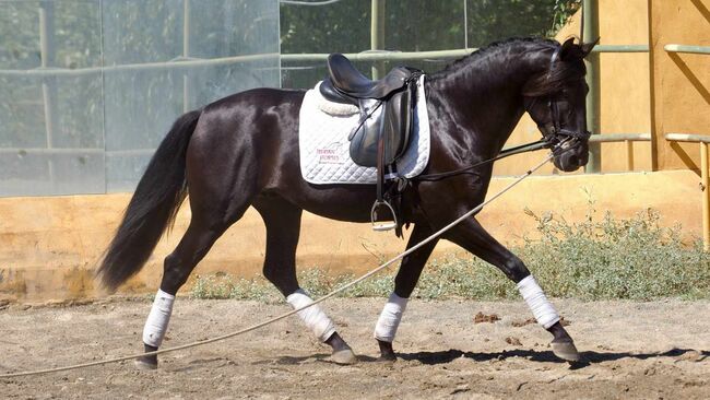 PRE Traumhengst in lackschwarz, ISPA - Iberische Sportpferde Agentur (ISPA - Iberische Sportpferde Agentur), Horses For Sale, Bedburg, Image 5