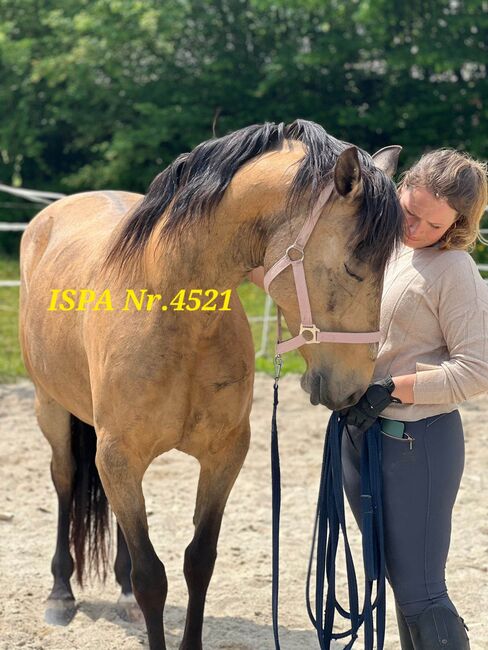 PRE Falbstute für Freizeit / Zucht, ISPA - Iberische Sportpferde Agentur (ISPA - Iberische Sportpferde Agentur), Horses For Sale, Bedburg, Image 2