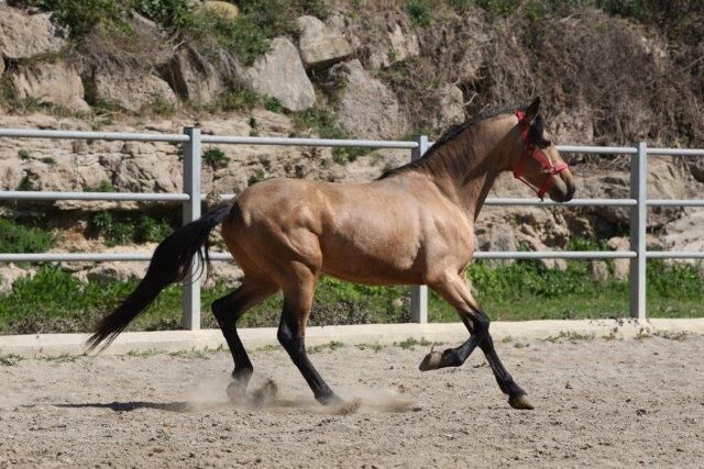 PRE Falbe mit viel Potenzial für Dressur, Post-Your-Horse.com (Caballoria S.L.), Horses For Sale, Rafelguaraf, Image 5