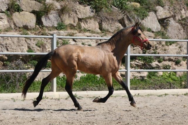 PRE Falbe mit viel Potenzial für Dressur, Post-Your-Horse.com (Caballoria S.L.), Horses For Sale, Rafelguaraf, Image 8